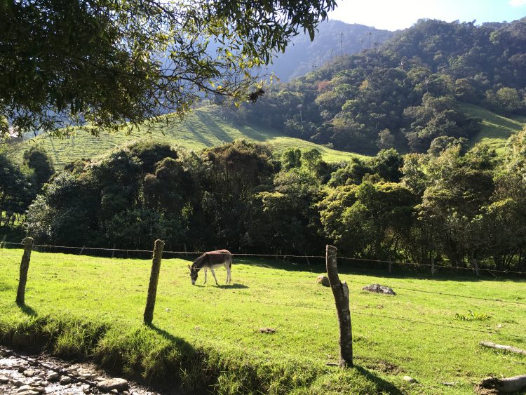 horse in salento