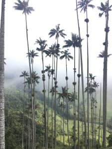 palm trees colombia