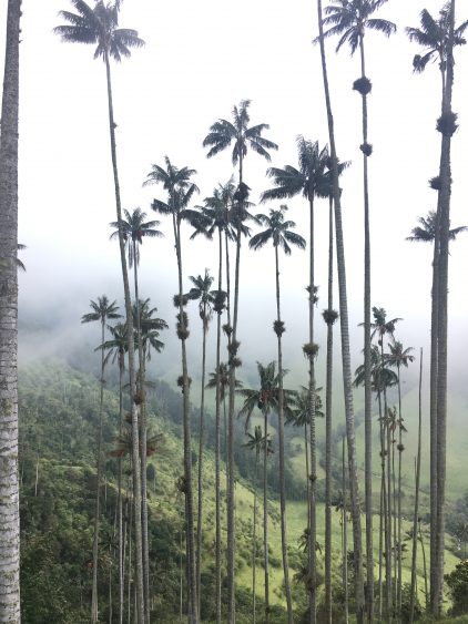 palm trees colombia