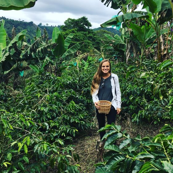 picking coffee