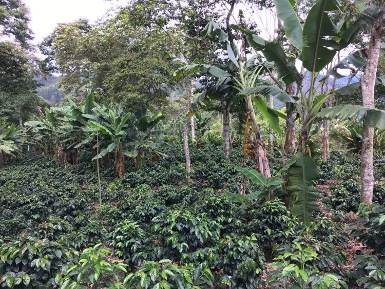 salento coffee farm