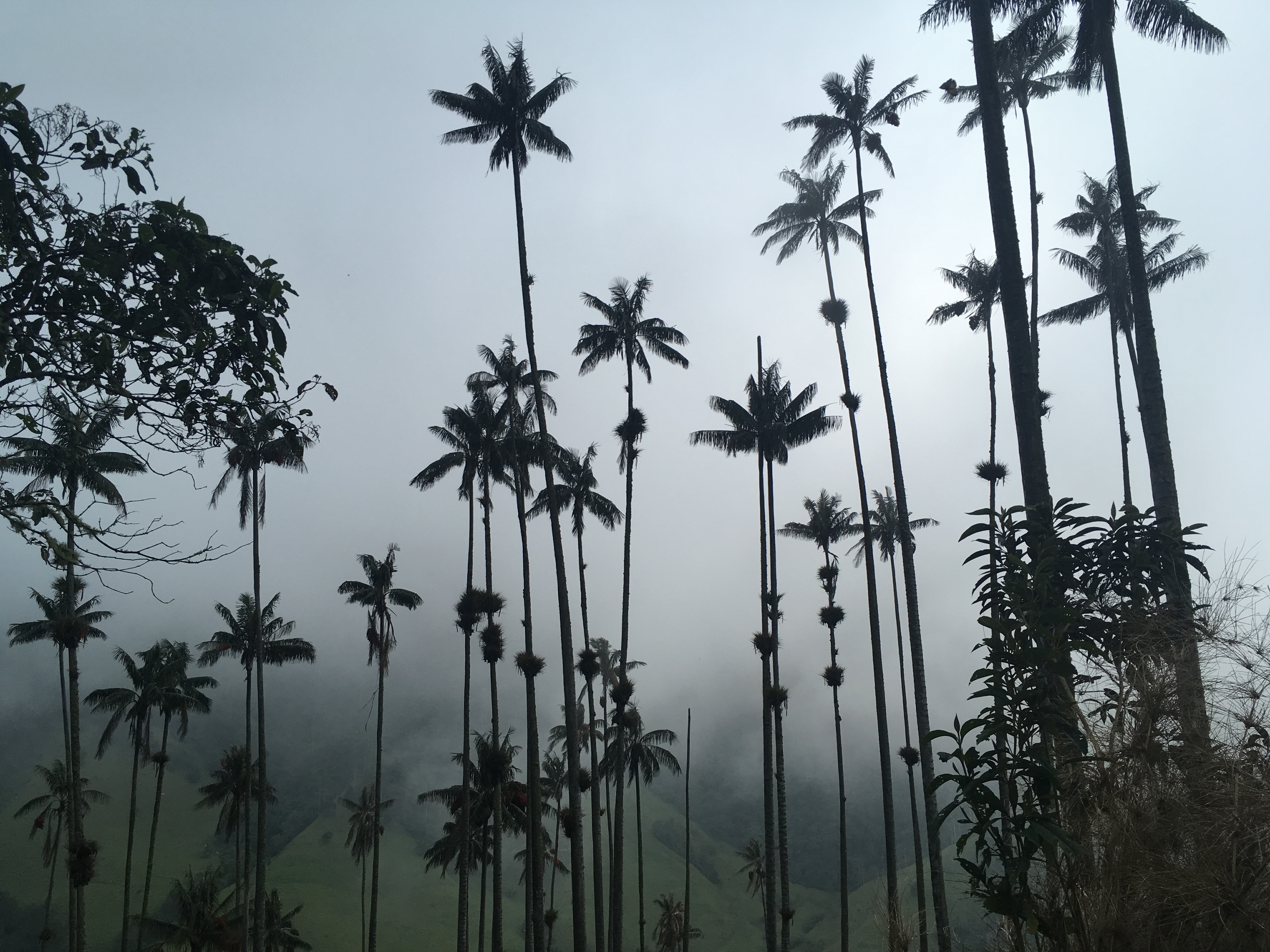 salento colombia palm trees