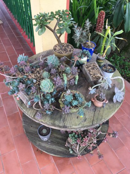 succulents salento