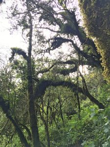 acatenango forest hike
