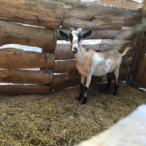 atitlan organics goat