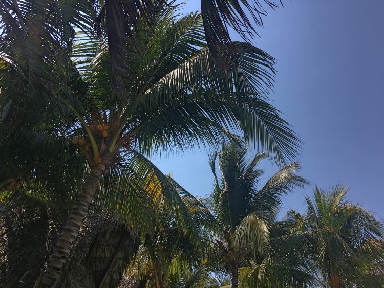 paredon palm trees