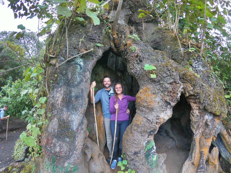 acatenango forest