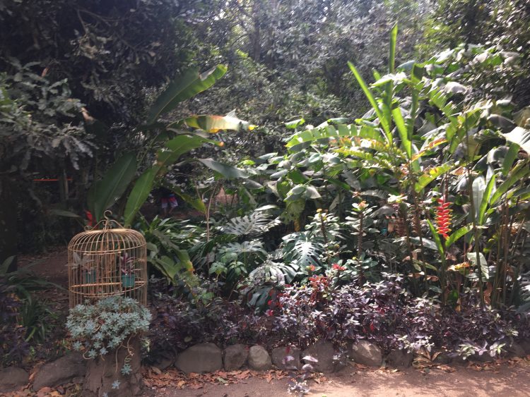 antigua macademia nut farm