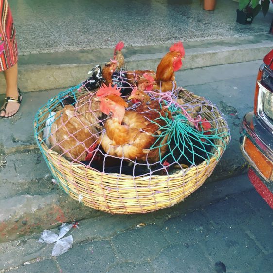 chickens at chichi. market