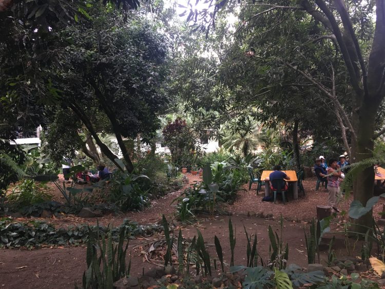 macademia nut farm in antigua