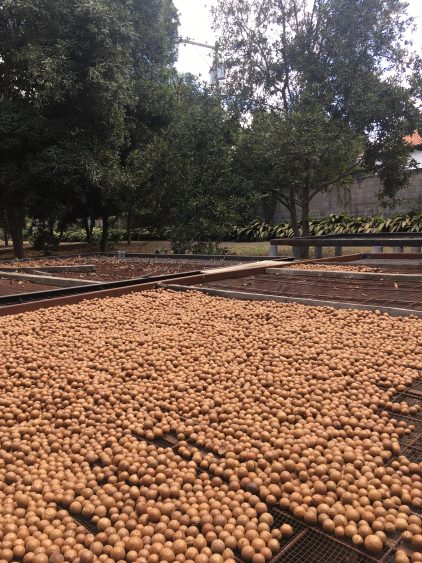 roasting macademia nuts