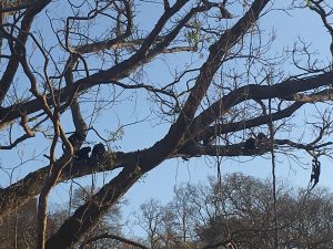 san juan del sur monkeys