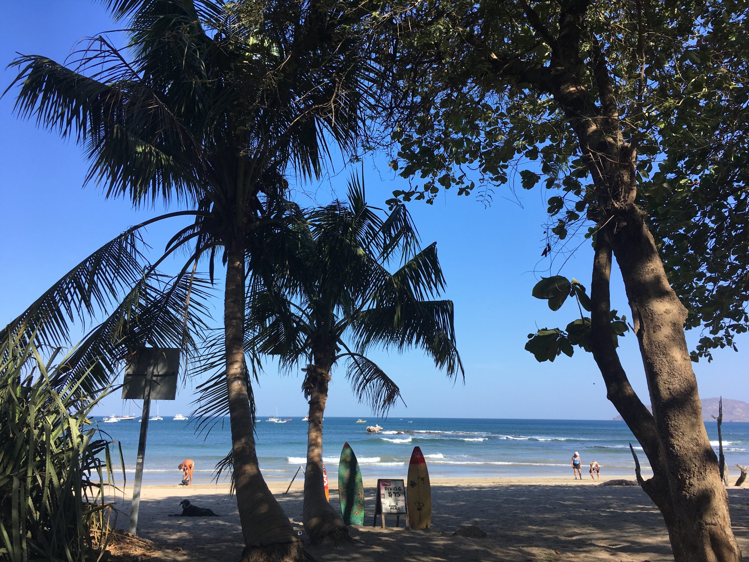 palm trees tamarindo
