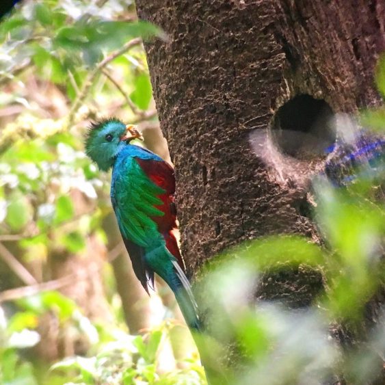 quetzal costa rica