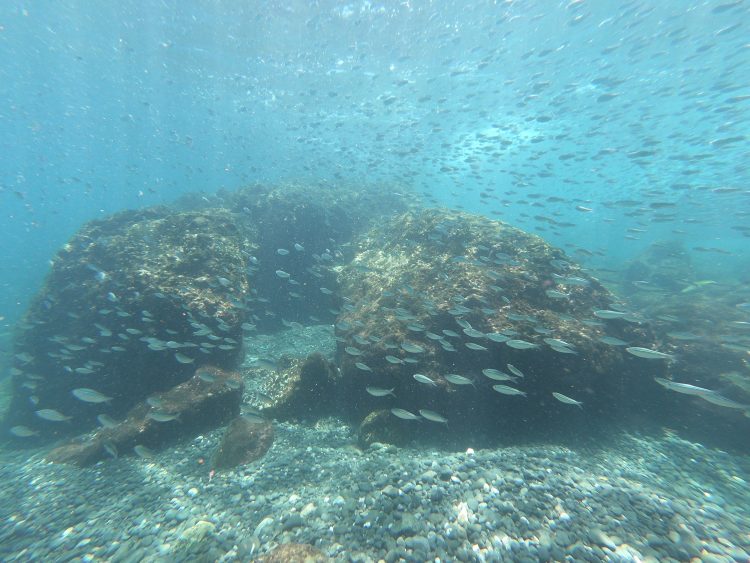 school of fish costa rica