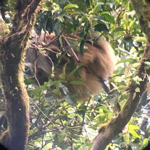 sloth costa rica