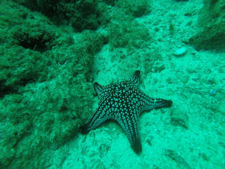 star fish costa rica