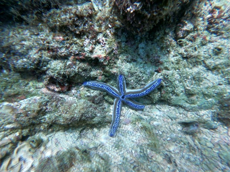 starfish costa rica