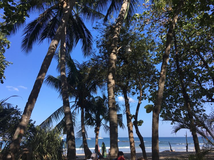 tamarindo palm trees