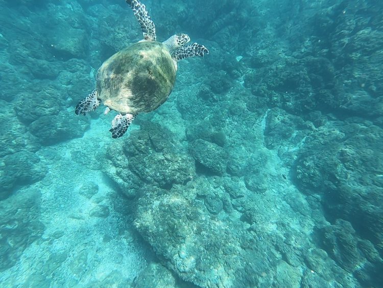 turtle at tortuga island