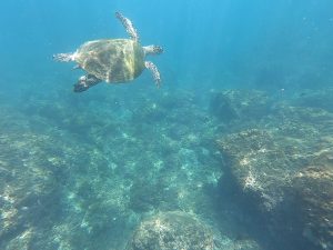 turtles in costa rica