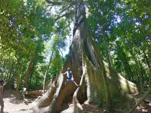 huge tree in costa rica
