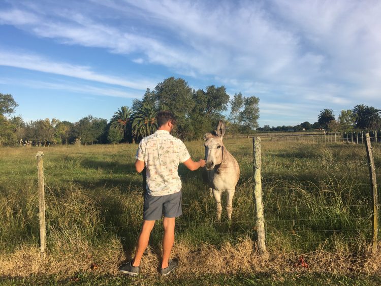 donkey uruguay