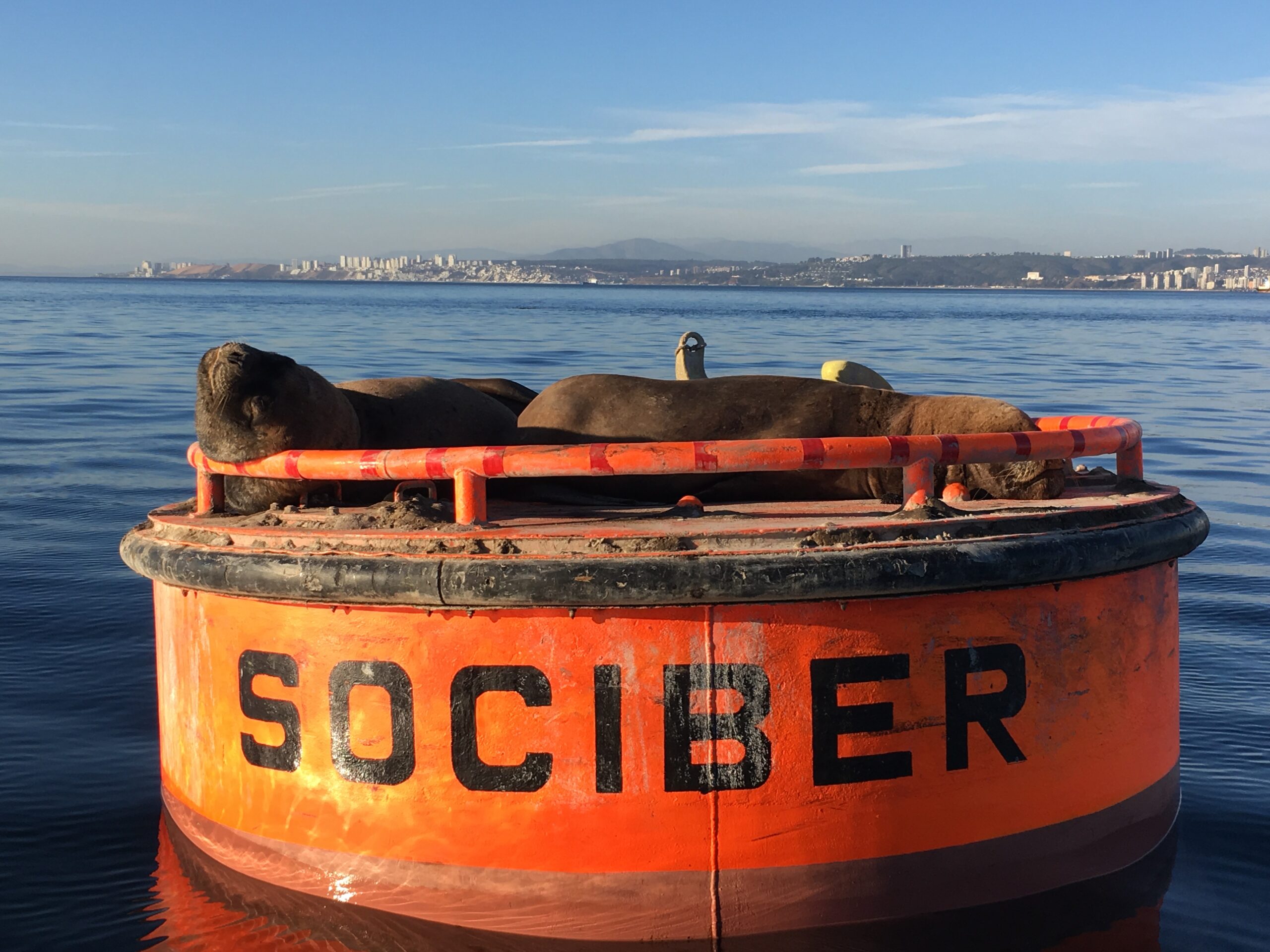 sealoins