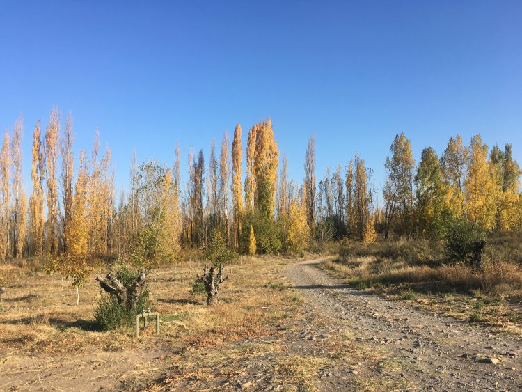 yellow trees in argentina