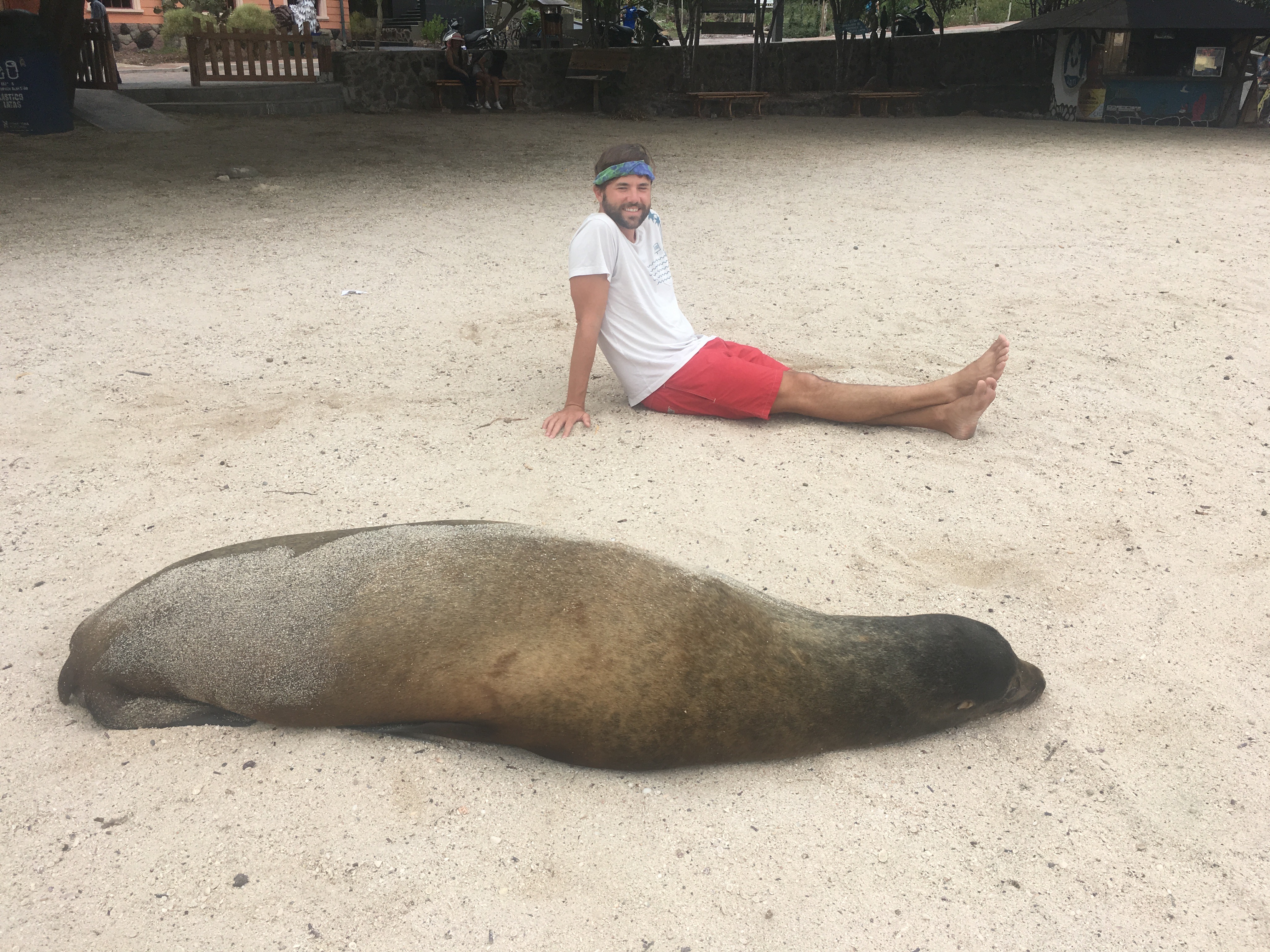 big sea lion galapagos