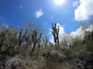 cactus forest galapagos