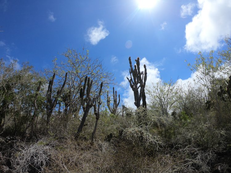 cactus forest galapagos