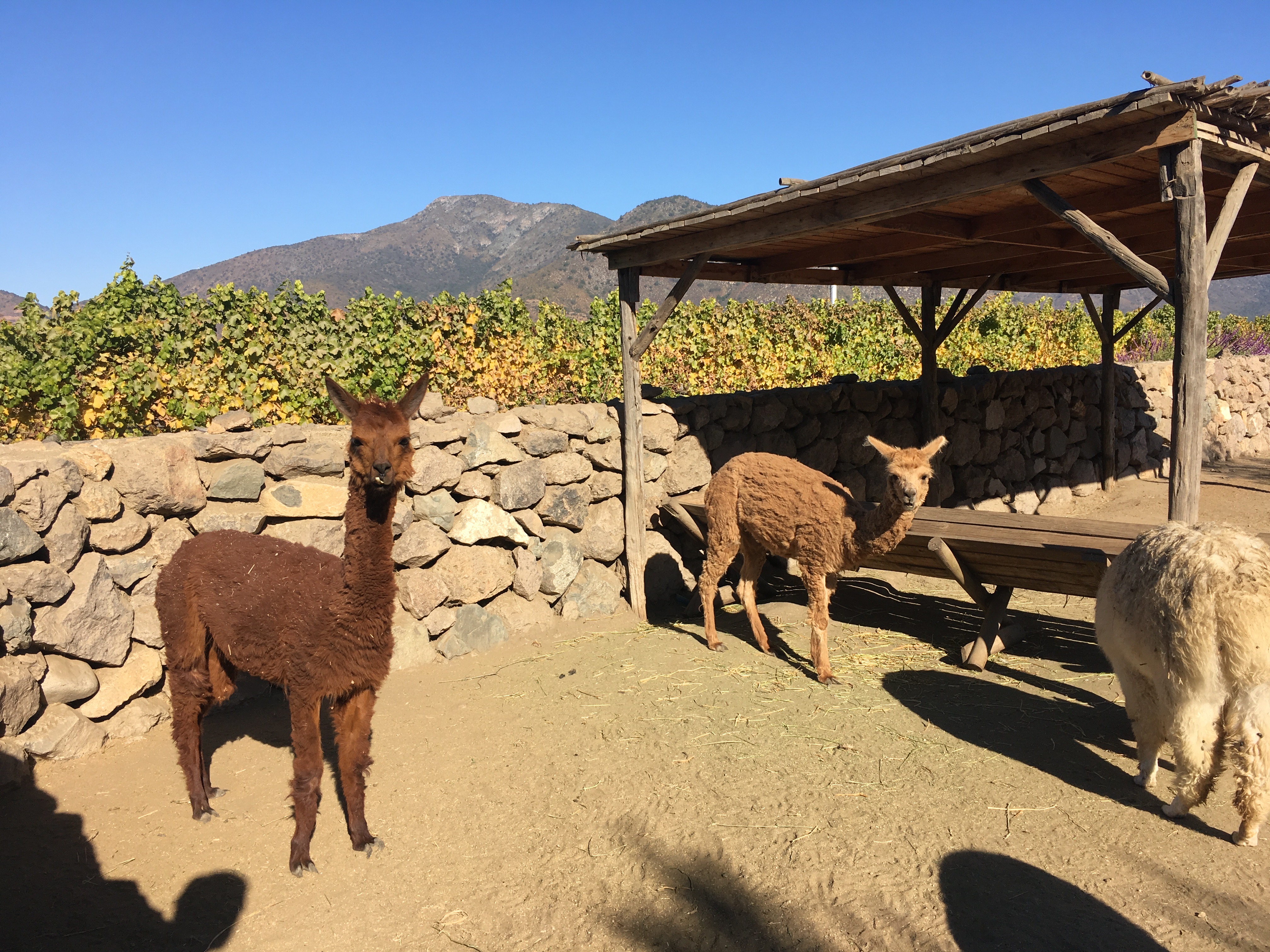 chilean llamas at Vina Emiliana