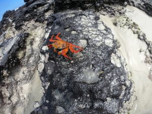 crab in tortuga bay galapagos