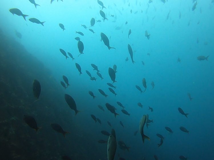 fish galapagos