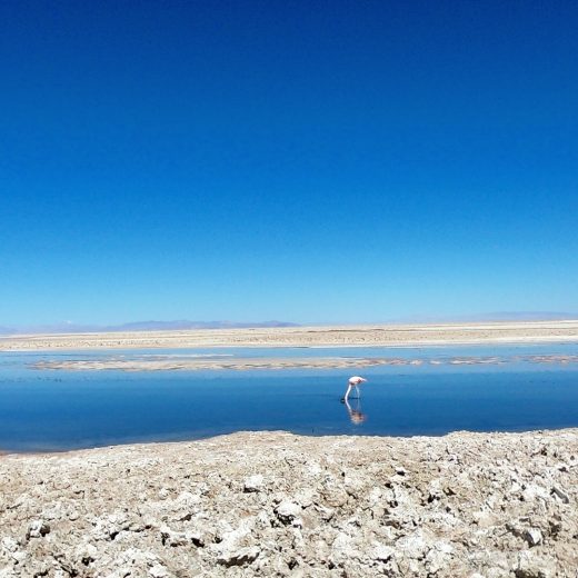 flamingo atacama