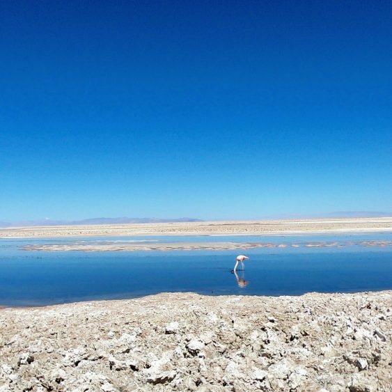 flamingo atacama