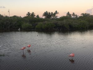 flamingos isabela