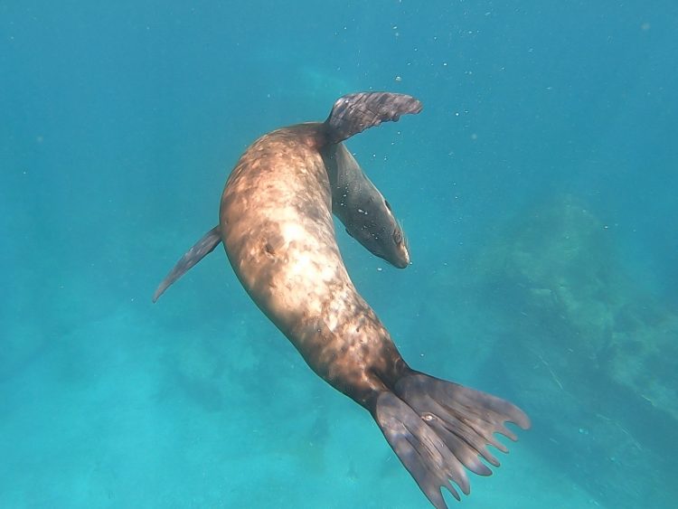 galapagos