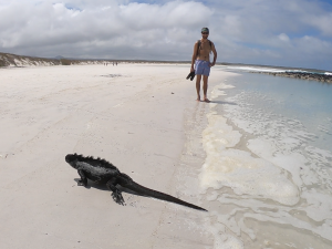 galapagos iguana