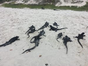 galapagos lizards