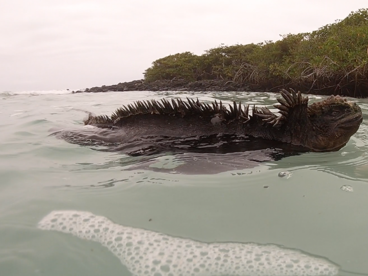 galapagos marine iguana