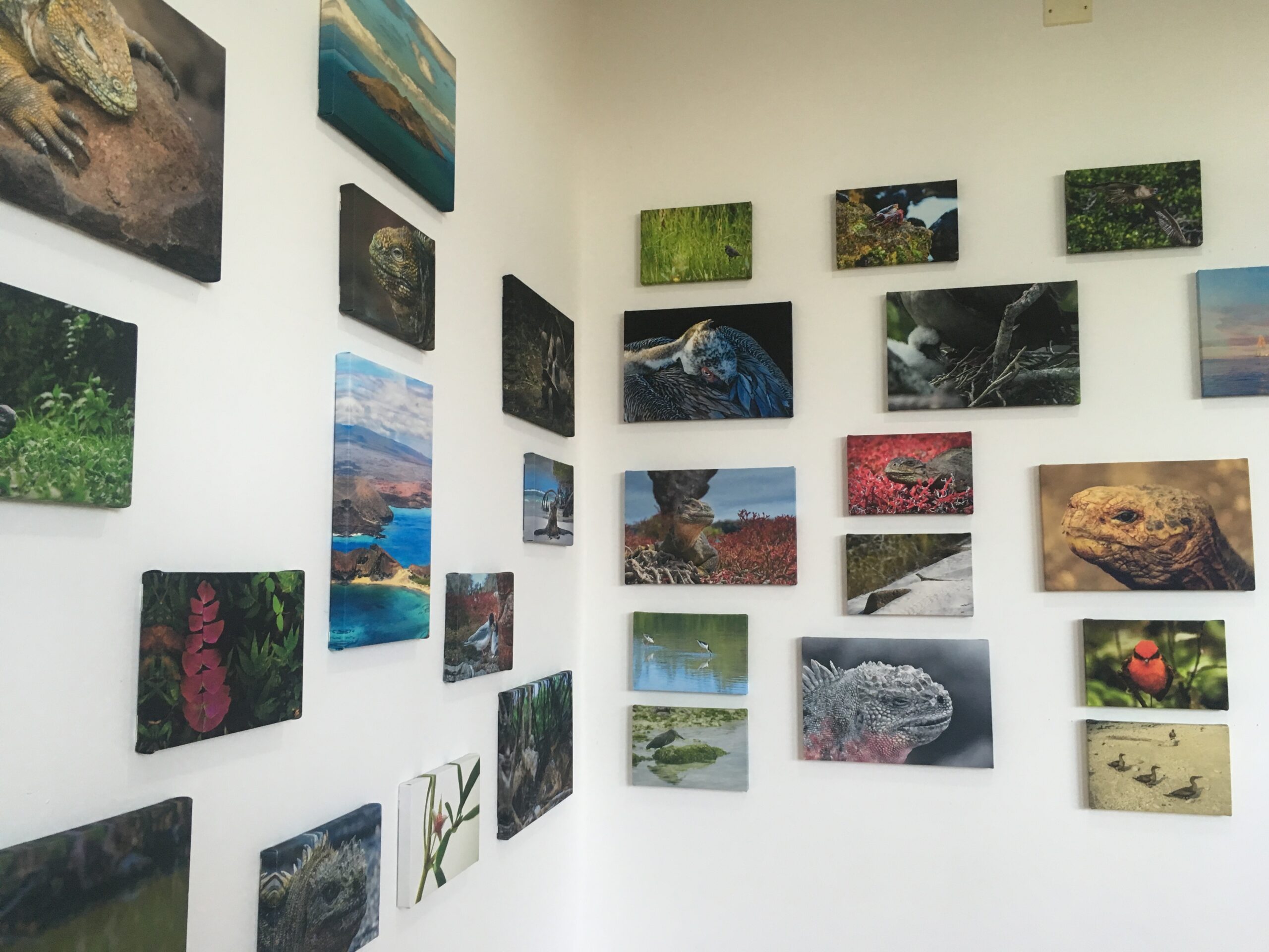 galapagos museum