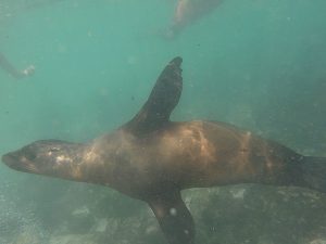 galapagos sea lion