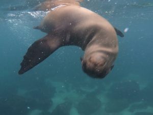 galapagos sea lion pup