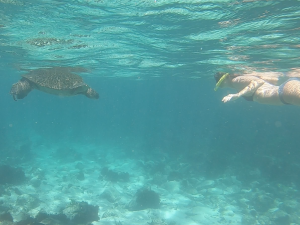 galapagos sea turtles