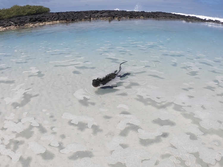 galapagos swimming lizard