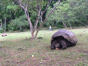 galapagos turtle eating
