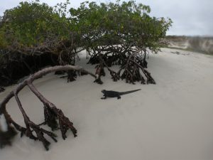 galapagos marine iguanas