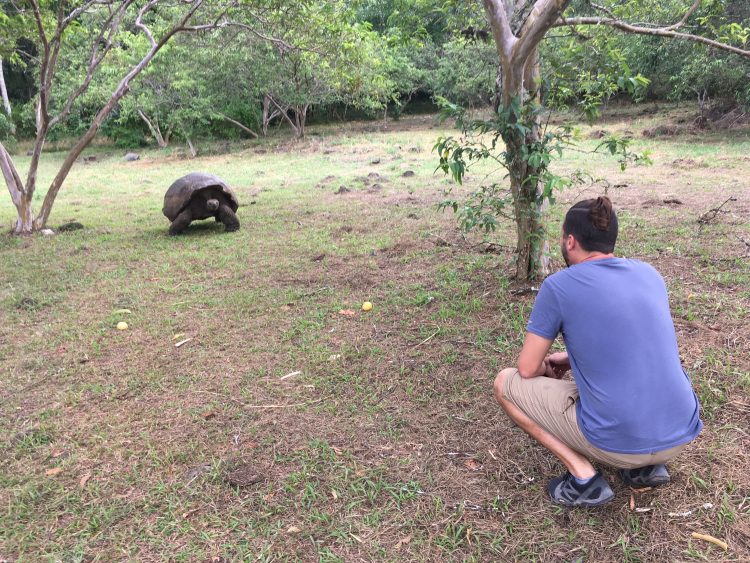 giant turtle in galapagos